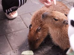 -北京野生动物园