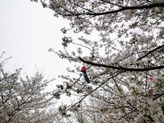 -高东镇樱花园