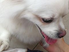 -波姐宠物家庭寄养