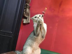 -猫色咖啡·猫咖