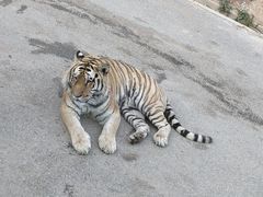 -大连森林动物园