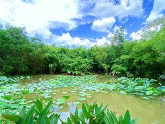 -大屏嶂森林公园