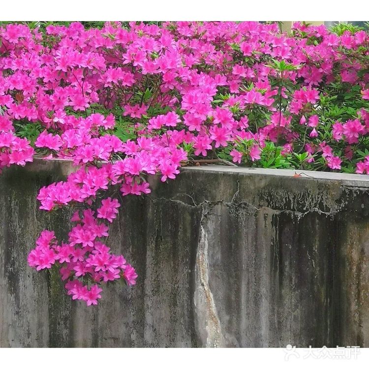金陵花事||大行宫市民广场.杜鹃花