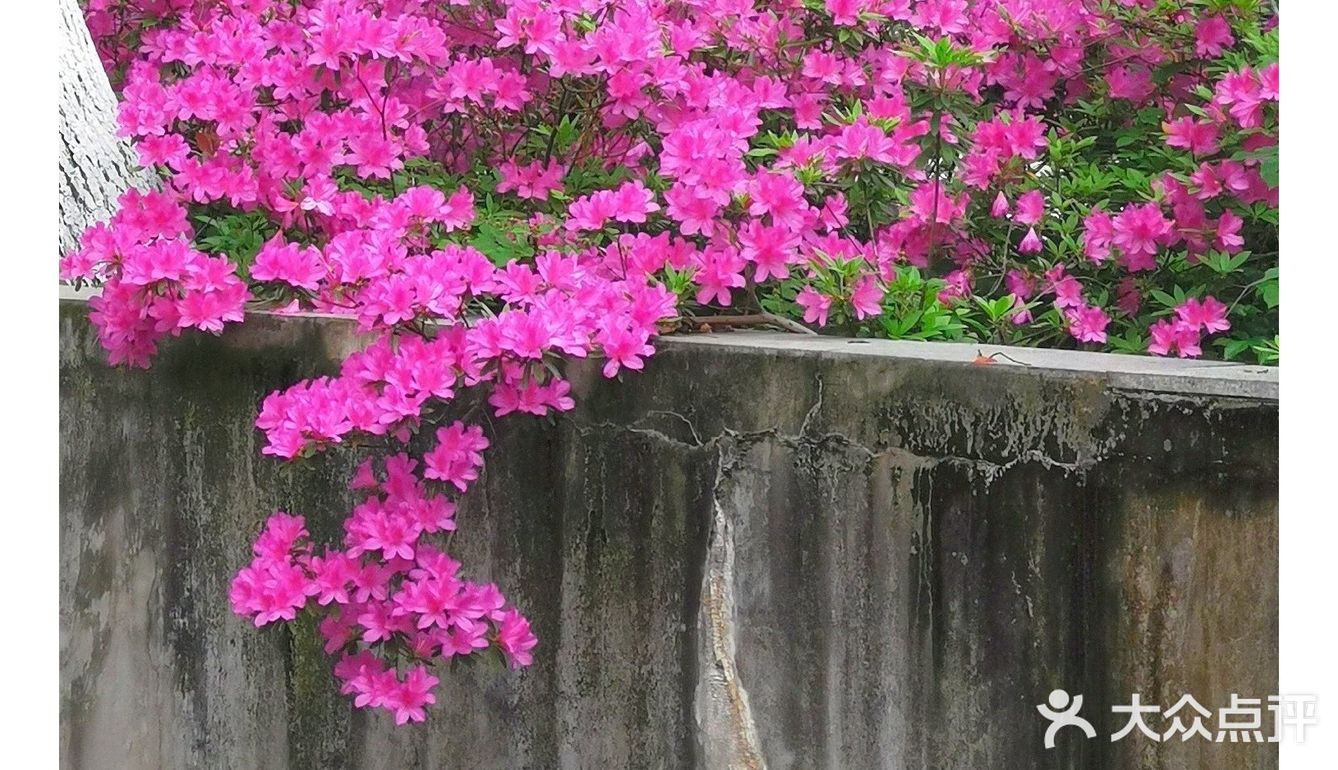 金陵花事||大行宫市民广场.杜鹃花