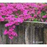 金陵花事||大行宫市民广场.杜鹃花