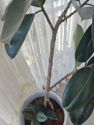-HEYAN荷妍专业脱毛连锁机构