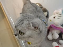 -喵宠乐园·撸猫互动·猫舍