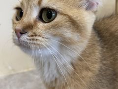 -猫力发电所·宠物专门店