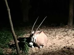 -清迈夜间动物园