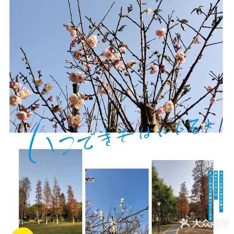 梅花和红杉，二者可得兼也！逛一个地方，赏两种风光