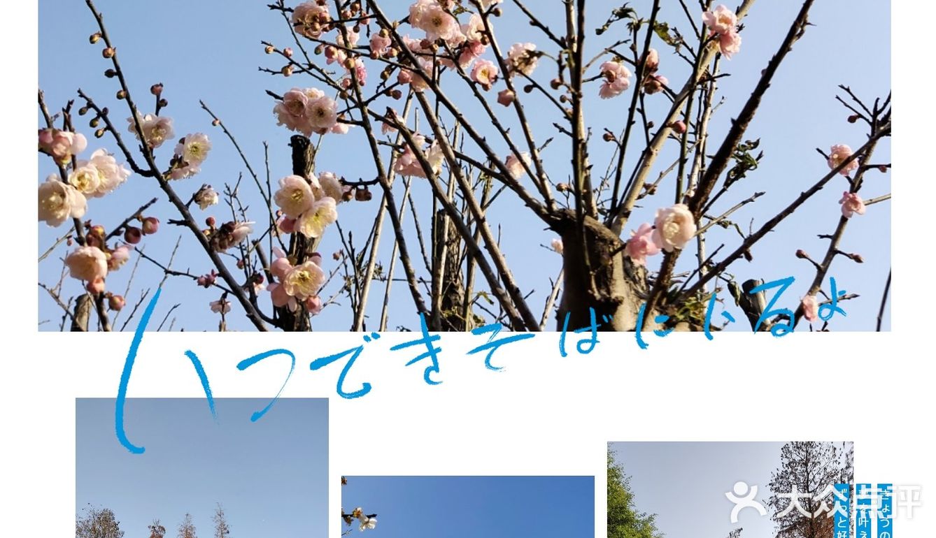 梅花和红杉,二者可得兼也!逛一个地方,赏两种风光