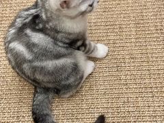 -Bastet sally猫舍购宠(静安店)