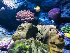 -暹罗海洋世界