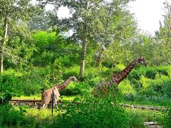 -北京野生动物园
