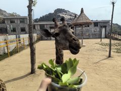 -西霞口神雕山野生动物世界