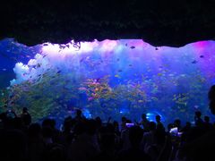 -芜湖新华联大白鲸海洋公园