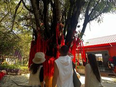 -瑞丽独树成林风景区