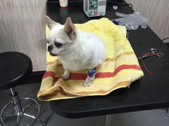 -安安宠医宠物医院·异宠·犬猫内科(岳阳分院)
