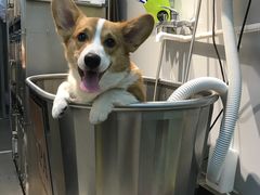 -PETKIT 小佩宠物·低压洗护·美容·寄养(安远店)