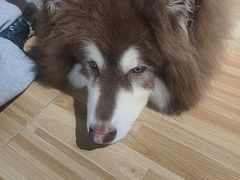 -喵小馆·猫咖狗咖猪咖·饮品店