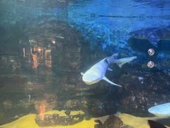 -烟台海昌鲸鲨海洋公园