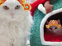 -纳吉亚猫专科动物医院·北北分院