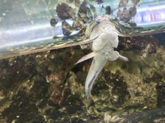 -上海大自然野生昆虫馆(东方明珠·爬宠昆虫探索中心)
