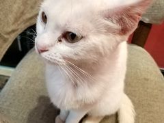 -猫色咖啡·猫咖
