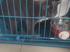 -翊宠yipet猫狗购宠庄园犬舍•猫舍