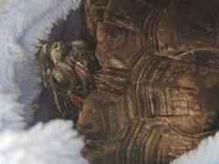 -北京观赏动物医院·24小时大型综合·猫专科·异宠专科