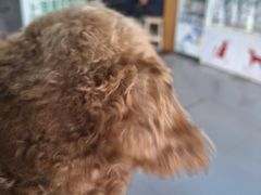 -爱侣宠医·鹦鹉专科·小型哺乳类·异宠专科(灵石路店)