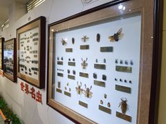 -上海昆虫博物馆