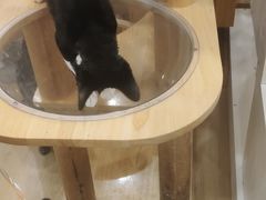 -有喵·猫咖·狗咖·30几只猫10只小狗(岗厦店)
