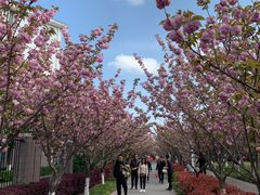 -高东镇樱花园
