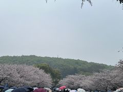 -武汉大学-樱园