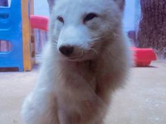 -芜湖新华联大白鲸海洋公园