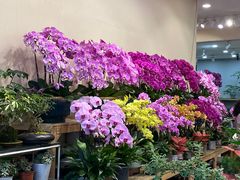 -双季花艺园艺市场(浦东店)