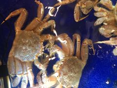 -蟹道乐(道顿堀本店)