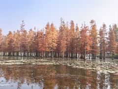 -白鹭湾湿地公园