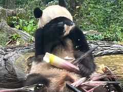 -中国大熊猫保护研究中心雅安碧峰峡基地