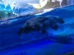 大白熊-芜湖新华联大白鲸海洋公园