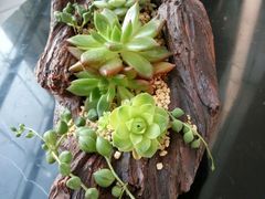 -廊坊固安福朋喜来登酒店