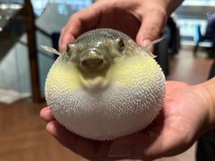 -肆月河豚·新淮扬(金融街店)