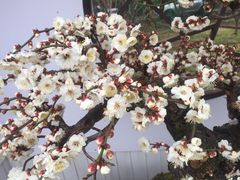 -香雪海