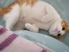 -灵美宠物诊所