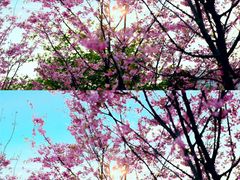 -武汉紫薇都市田园