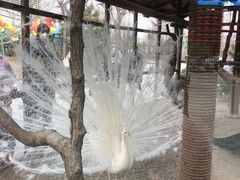 -南宫五洲植物乐园