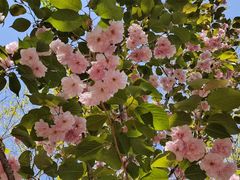 -长白岛森林公园