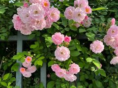 -杭州观成实验学校