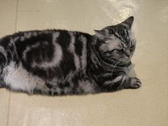 -藏猫猫咖啡主题馆(中央大道店)